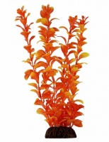 Растение  "Людвигия" оранжевая 