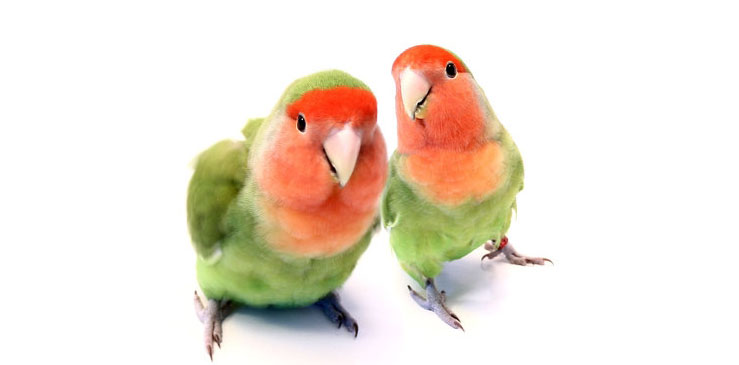 Неразлучники и волнистые попугаи – сходство и разница на опыте владельца.  -Птицы -Статьи