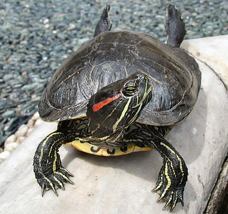 Содержание водоплавающей черепахи -Террариумистика -Статьи