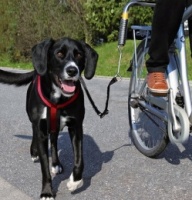 Поводок для собак с креплением к велосипеду