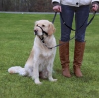 L-XL, 37 см, (длина поводка 48-60 см.)