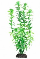 Растение "Гемиантус" зеленый, (пакет)