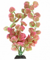 Растение "Щитолистник" розово-зеленый