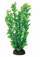Растение "Людвигия" зеленая (пакет)