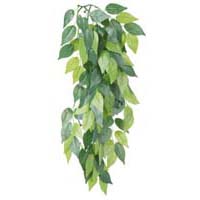 Растение для террариума Ficus, шелк. 