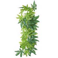 Растение для террариума, Abutilon шелк. 